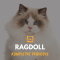 Ragdoll: Kompletní průvodce