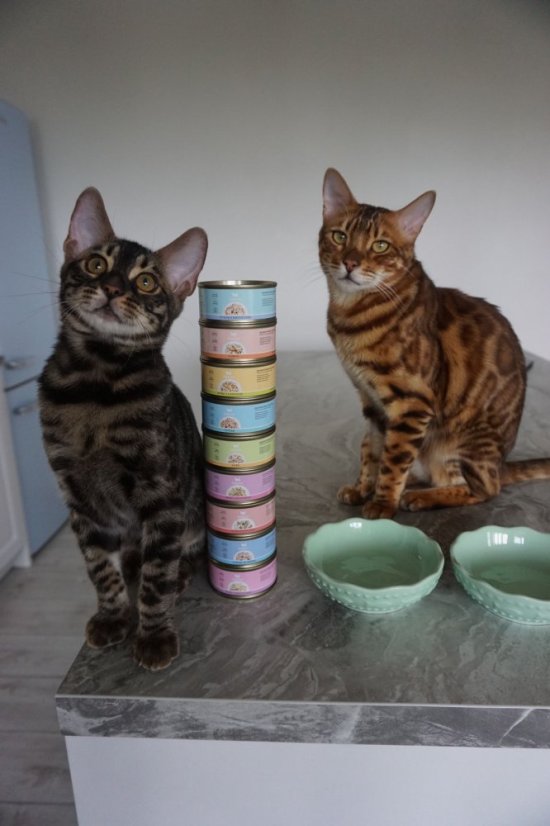 Amore Cat konzerva kura s krevetami 70g