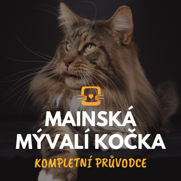 Mainská mývalí kočka: Kompletní průvodce