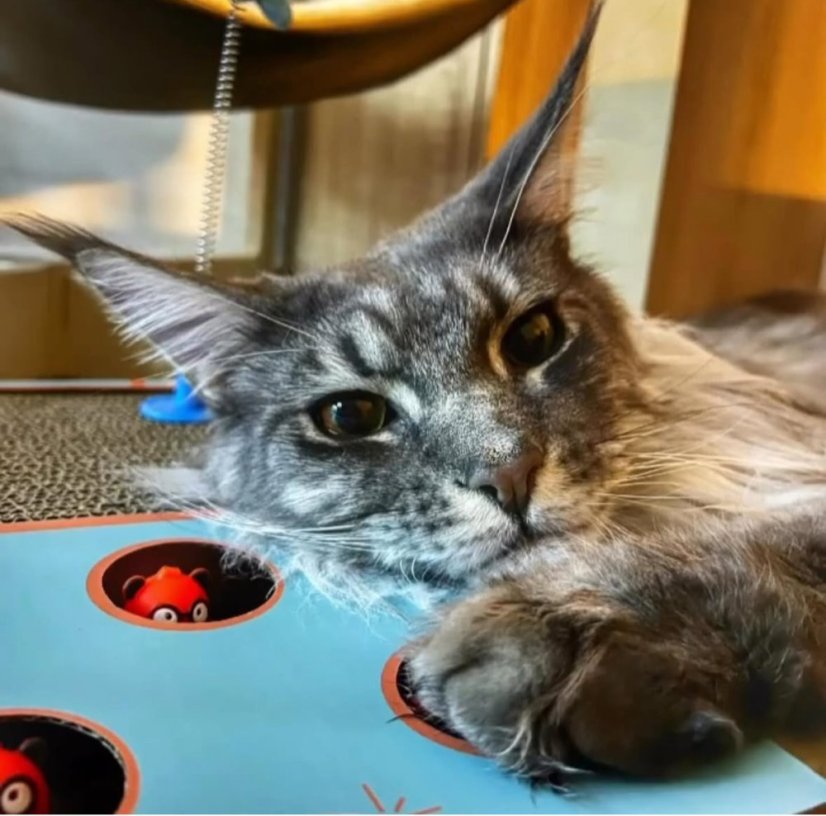 OUTLET Interaktivní škrabohračka pro kočky piano