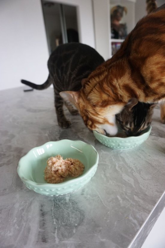 Amore Cat konzerva kura s krevetami 70g