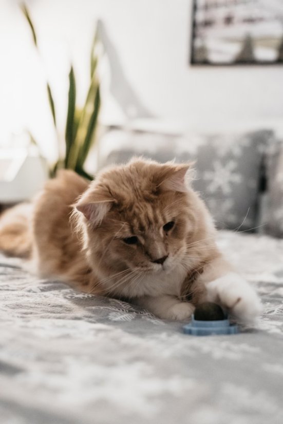 Míč na stěnu Catnip Ball - hračka s šantou kočičí pro kočky, růžová