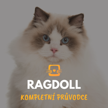Ragdoll: Kompletní průvodce