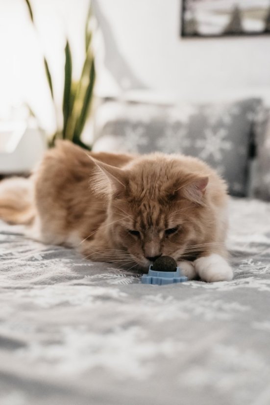 Míč na stěnu Catnip Ball - hračka s šantou kočičí pro kočky, růžová