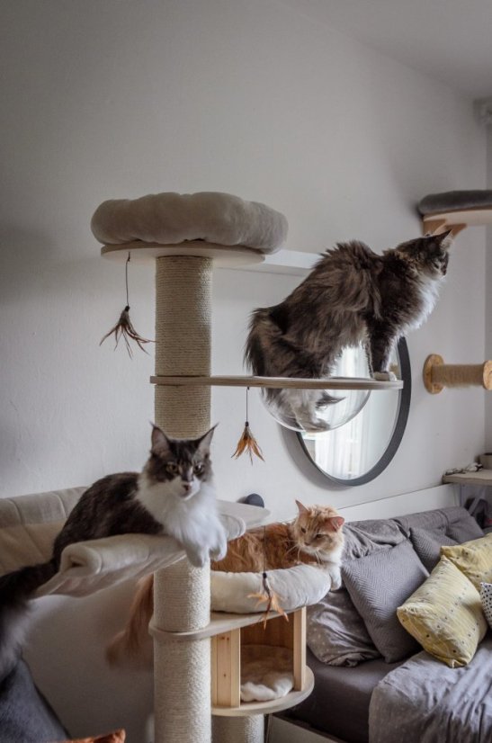 Masívne škrabadlo Rapunzel XXL 190 cm, krémové – stĺpy ⌀ 15 cm, priehľadná kupola