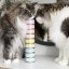 Amore Cat konzerva kura s krevetami 70g