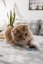 Míč na stěnu Catnip Ball - hračka s šantou kočičí pro kočky, růžová