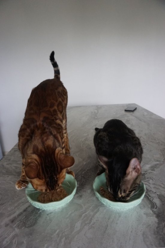 Amore Cat konzerva kura s krevetami 70g