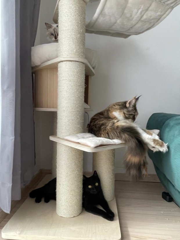 Masívne škrabadlo Rapunzel XXL 190 cm, krémové – stĺpy ⌀ 15 cm, priehľadná kupola