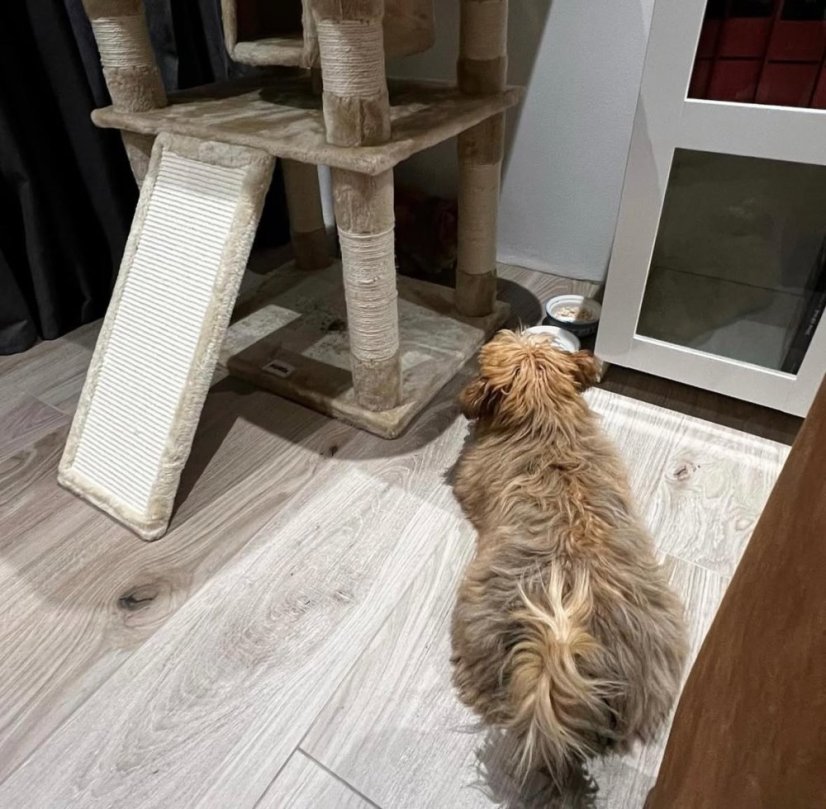 Škrabadlo Aura XL 172 cm, krémové – 6 poschodí, 2 domčeky, pre mačky do 15 kg
