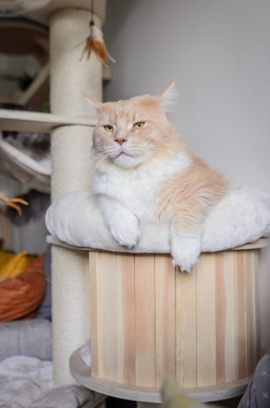 Masívne škrabadlo Rapunzel XXL 190 cm, krémové – stĺpy ⌀ 15 cm, priehľadná kupola