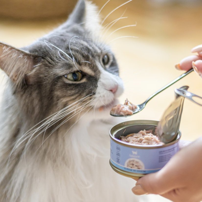 Amore cat konzerva kuře s krevetami 70g