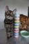 Amore Cat konzerva kura s krevetami 70g