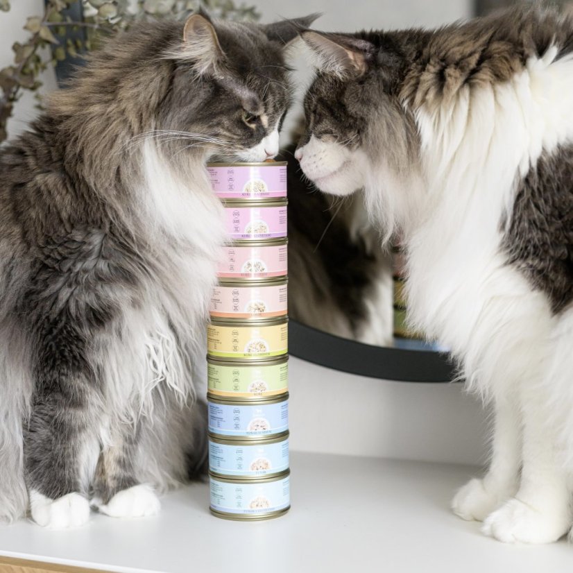 Amore Cat konzerva kura s krevetami 70g
