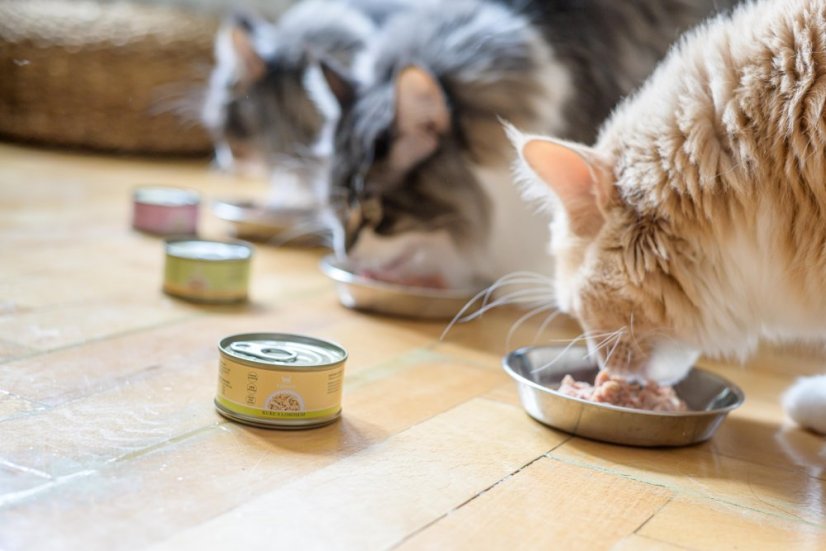 Amore Cat konzerva kura s krevetami 70g