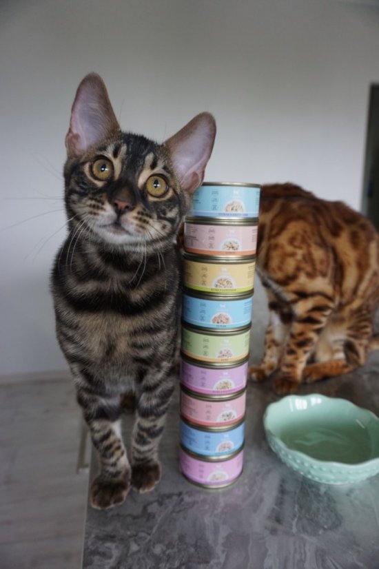 Amore cat konzerva kuře s krevetami 70g