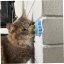 Míč na stěnu Catnip Ball - hračka s šantou kočičí pro kočky, růžová