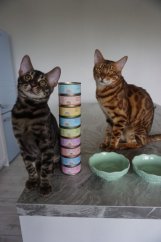 EXP. 2/2025 Amore cat konzerva tuňák se síhem 70g